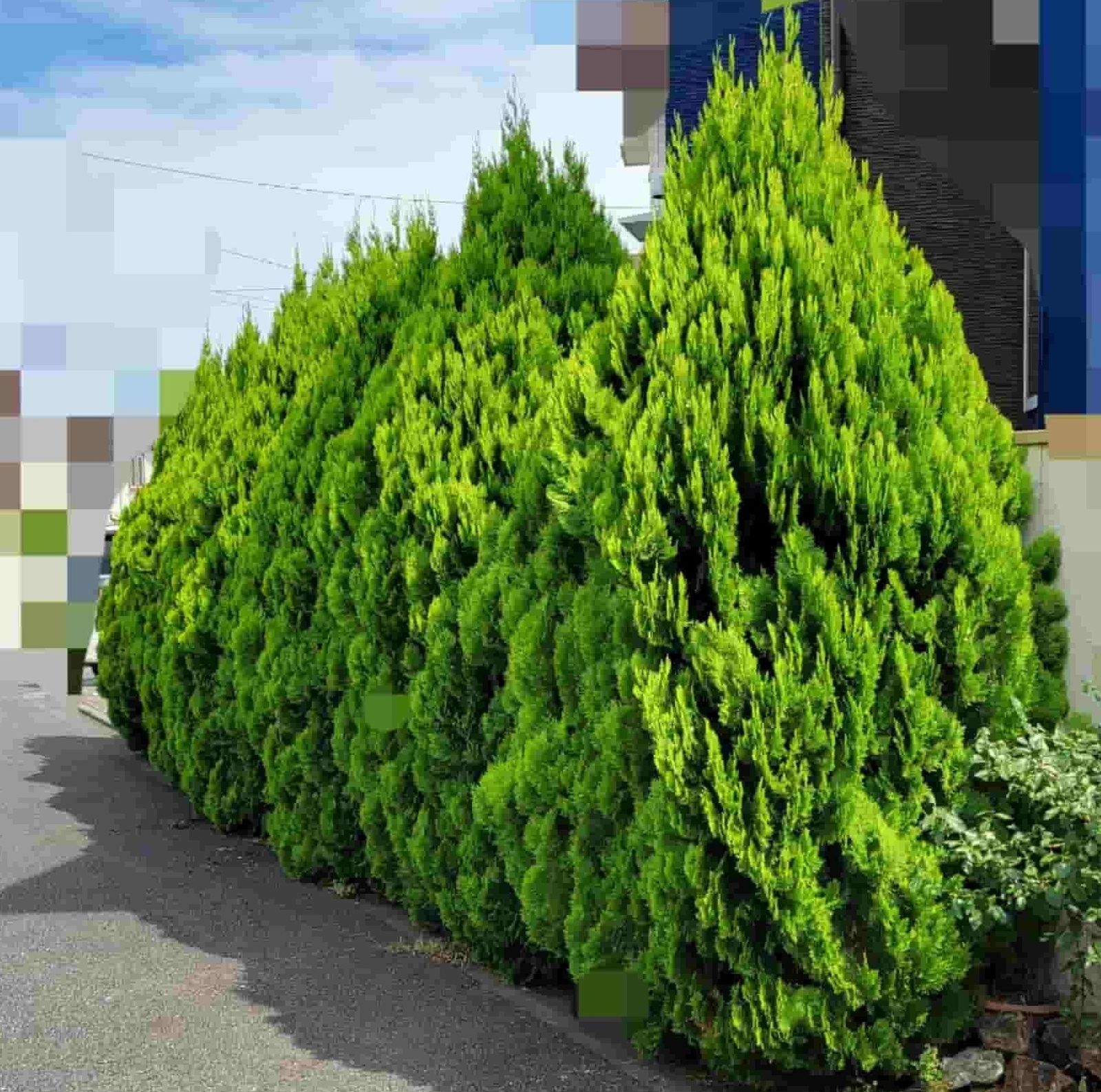 剪定前、道路にせり出すほど茂った生垣