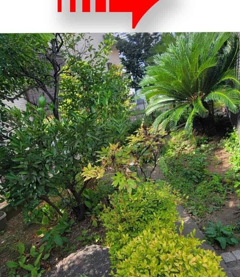 手入れ前、通路を塞ぐほど茂った庭木と雑草
