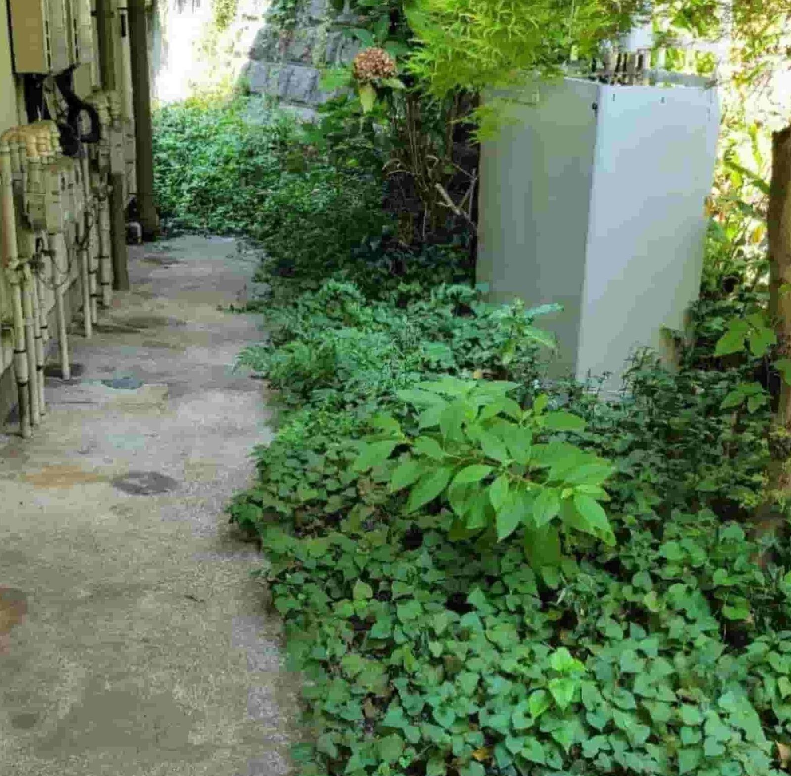 除草前、給湯器まわりに雑草が茂った建物脇の通路